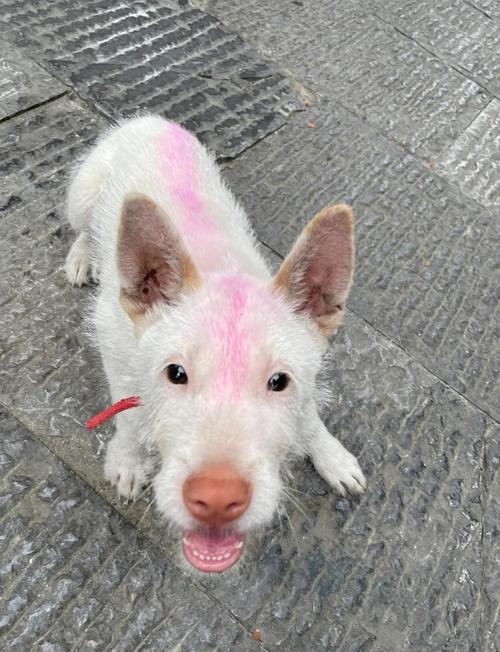 新澳今晚特9点30开什么和中国下司犬外网爆火与中国下司犬介绍
