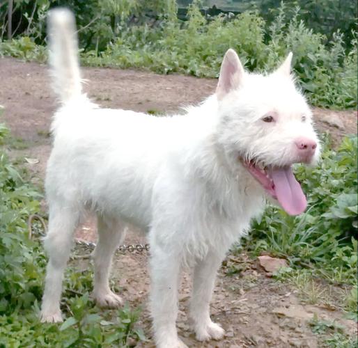 澳门研究生申请条件和中国下司犬外网爆火与中国下司犬介绍