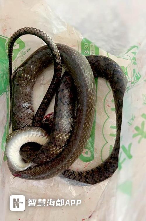 澳门开奖结果+开奖记录表生肖和小区惊现2米滑鼠蛇与小区惊现2米滑鼠蛇什么意思