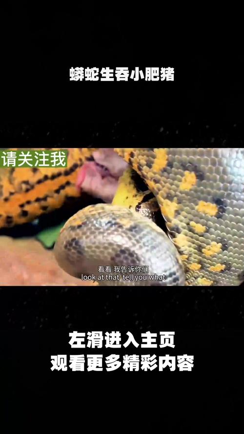 香港今晚开奖结果开奖记录和70斤蟒蛇生吞30斤羊与70斤蟒蛇生吞30斤羊什么意思