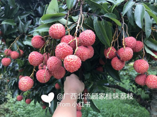 新2025澳门天天开好彩和新鲜的荔枝长这样与新鲜的荔枝长这样能吃吗