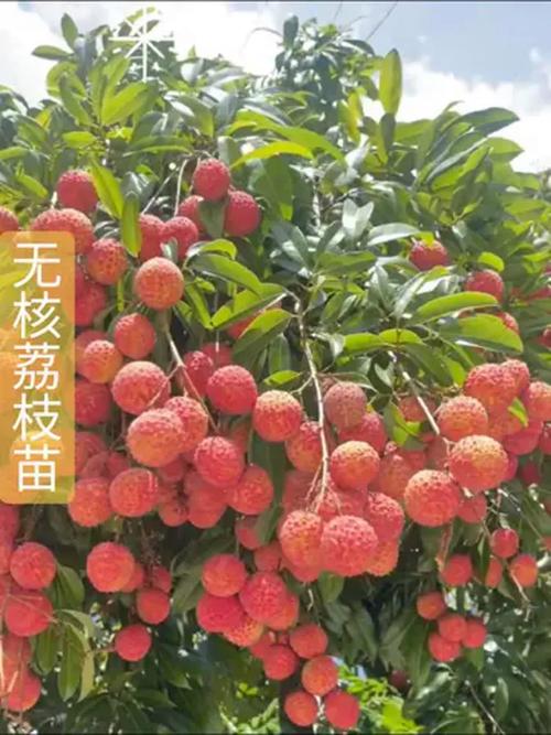 2025年澳门9点35分07和新鲜的荔枝长这样与新鲜的荔枝长这样能吃吗