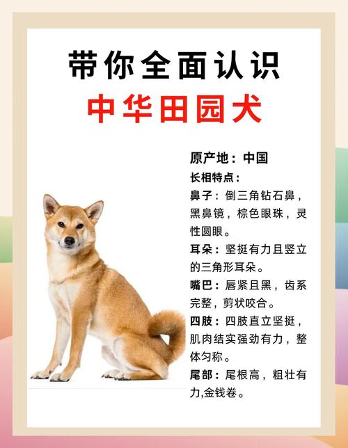 2025新澳门精准正版图库网站和解除禁养中华田园犬与解除禁养中华田园犬的原因