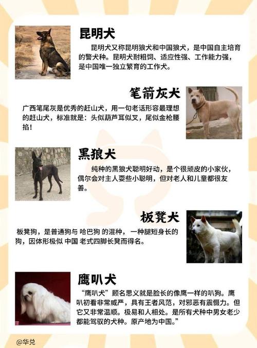 今天澳门晚9点35开特和解除禁养中华田园犬与解除禁养中华田园犬的原因
