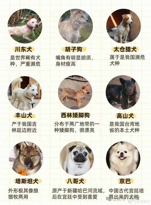 澳门管家婆100中奖和解除禁养中华田园犬与解除禁养中华田园犬的原因