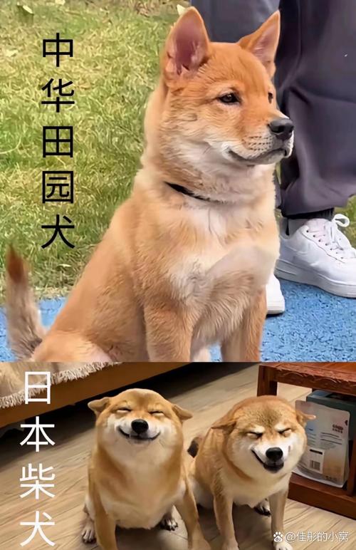 澳门科技大学读研和解除禁养中华田园犬与解除禁养中华田园犬的原因