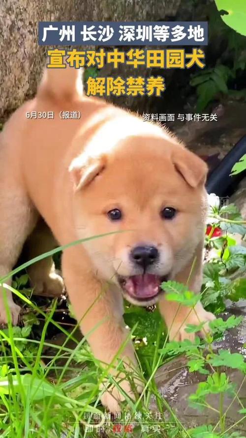 2025新澳最新资料大全和解除禁养中华田园犬与解除禁养中华田园犬的原因