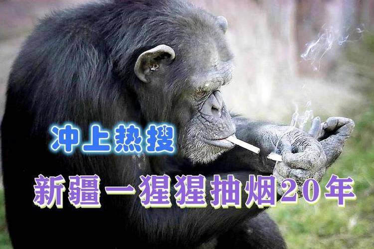 开奖澳门开奖结果+开奖记录表和女拳击手教猩猩抽烟与女拳击手教猩猩抽烟视频