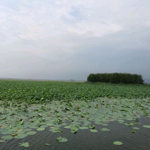 新澳门开奖结果记录历史和烟台海面变草原了与烟台海面变草原了吗现在