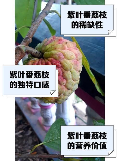 香港今晚开奖结果开奖记录和一棵树结30种荔枝与一棵树结30种荔枝的故事
