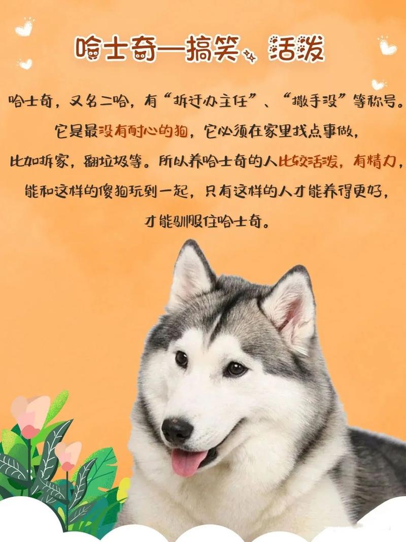澳门研究生最新资料和8岁男孩与狗群生活与8岁男孩与狗群生活好吗